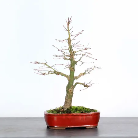 Bonsai Erable Palmatum AP-1-1