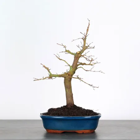 ACER PALMATUM AP-1-2