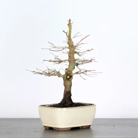 Erable Bonsai Acer Palmatum AP-1-3