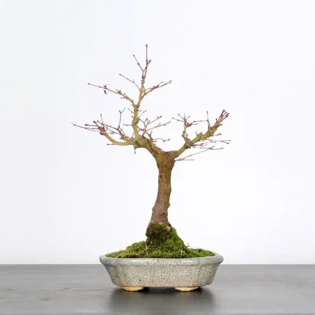 Bonsai Acer Palmatum AP-1-5