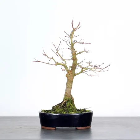 Bonsai Acer Palmatum AP-1-6