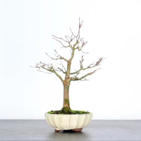 Bonsai Acer Palmatum AP-1-7