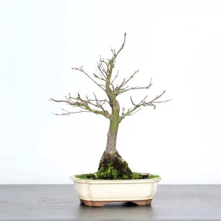 Bonsai Acer Palmatum AP-1-9