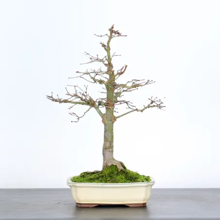 Bonsai Acer Palmatum AP-1-11