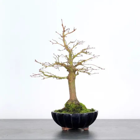 Bonsai Acer Palmatum AP-1-13