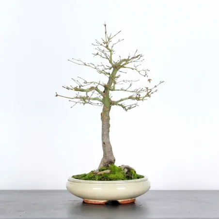 Bonsai Acer Palmatum AP-1-14