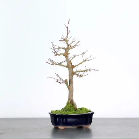 ACER PALMATUM AP 1-21