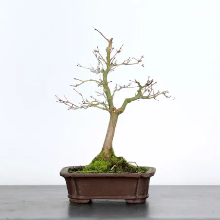 ACER PALMATUM AP 1-22