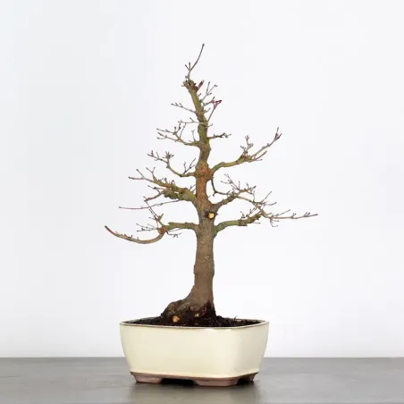 Bonsai Acer Palmatum AP-2-2