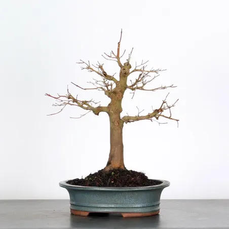 Bonsai Acer Palmatum AP-2-3