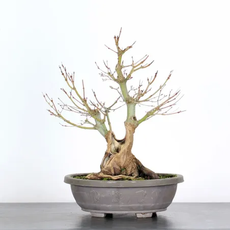 Bonsai Acer Palmatum AP-2-4