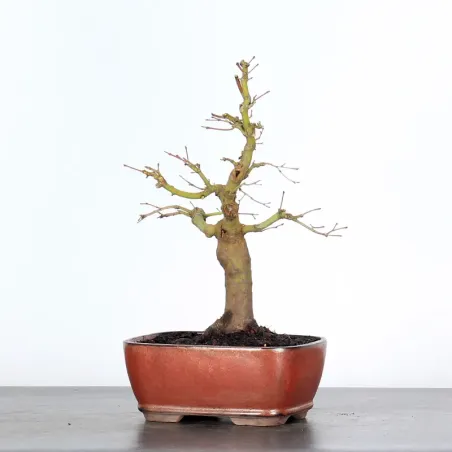 Bonsai Acer Palmatum AP-2-7