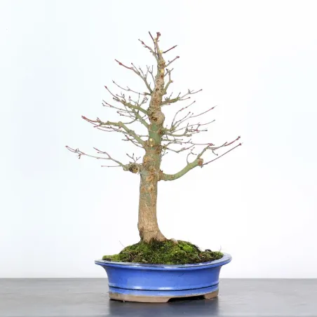 Bonsai Acer palmatum AP-2-10