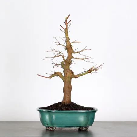 Bonsai Palmatum AP-2-11