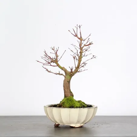 Bonsai Acer Palmatum AP-2-12