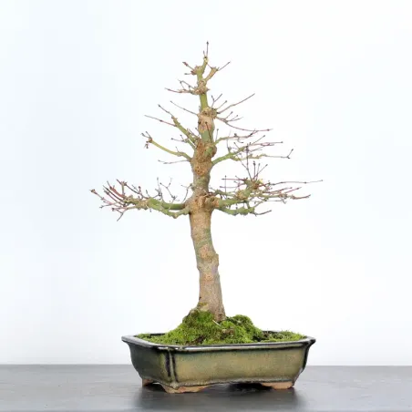 Bonsai Acer palmatum AP-2-14