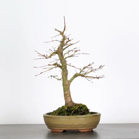 Bonsai Acer Palmatum AP-2-17