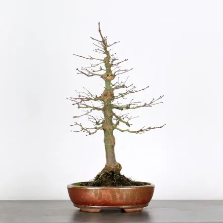 Bonsai Acer Palmatum AP-2-19