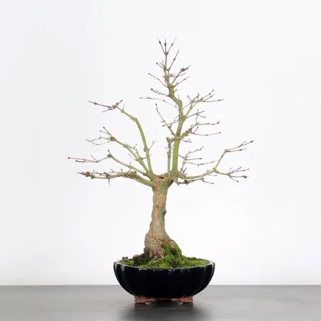 ACER PALMATUM AP 2-24