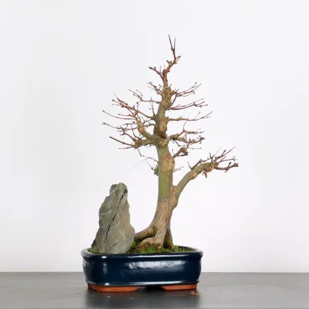 ÉRABLE DU JAPON AVEC ROCHE "ACER PALMATUM ROCHE" 1-2