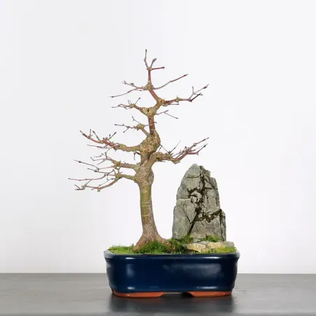 ÉRABLE DU JAPON AVEC ROCHE "ACER PALMATUM ROCHE" 1-9