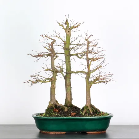 ACER PALMATUM APF-3-1