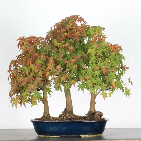 image supplémentaire - ACER PALMATUM APF-3-2