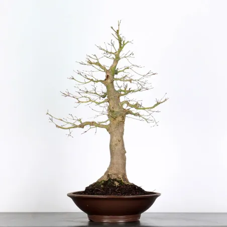 Bonsai Erable Palmatum AP-3-1