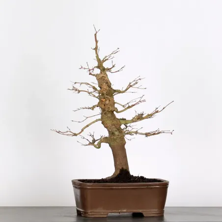 Bonsai Acer Palmatum AP-3-2