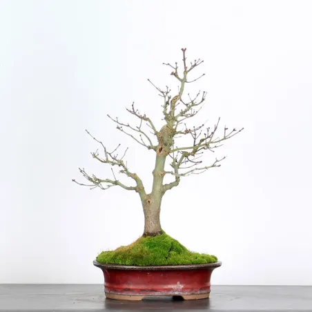 Bonsai Acer Palmatum AP-3-3