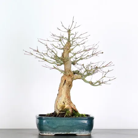 Bonsai Acer Palmatum AP-3-4