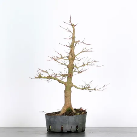 Bonsai Acer Palmatum AP-3-5