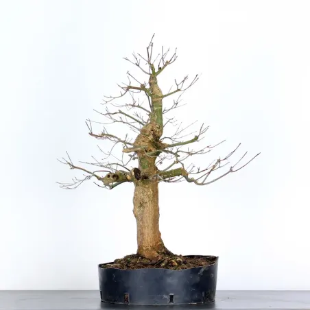 Bonsai Acer Palmatum AP-3-6