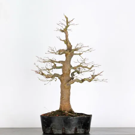 ACER PALMATUM AP 3-7