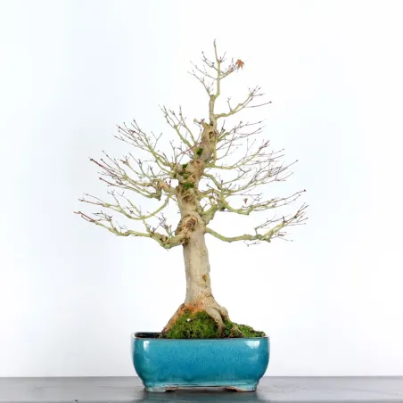 Bonsai Acer Palmatum AP-3-8