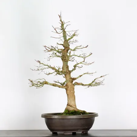 Bonsai Acer Palmatum AP-4-1