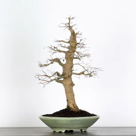 Bonsai Acer Palmatum AP-4-3