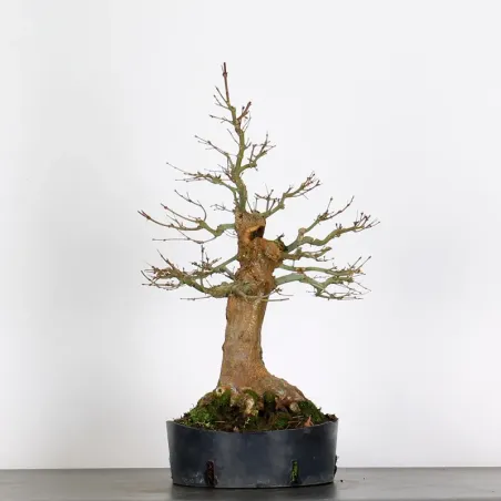 Bonsai Acer Palmatum AP-4-4