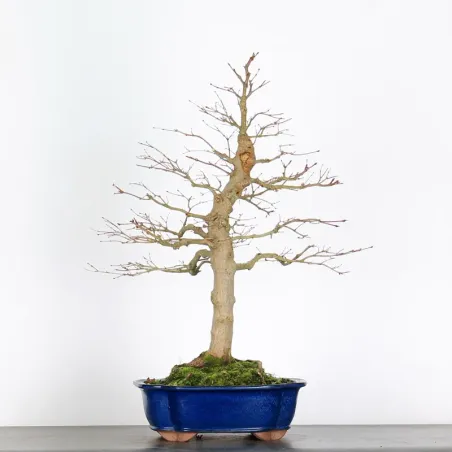 Bonsai Acer Palmatum AP-4-5