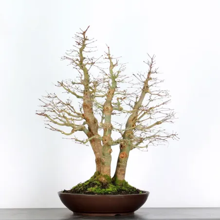 Bonsai Acer Palmatum AP-4-6