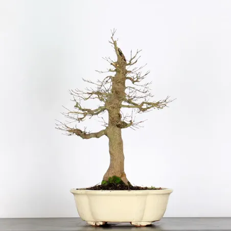 Bonsai Acer Palmatum AP-4-8