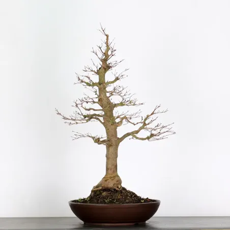 Bonsai Acer Palmatum AP-4-11