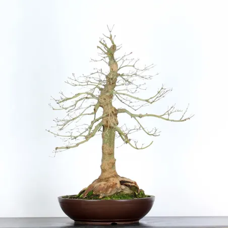 Bonsai Acer Palmatum AP-4-10