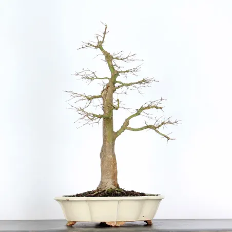 ACER PALMATUM AP-5-1