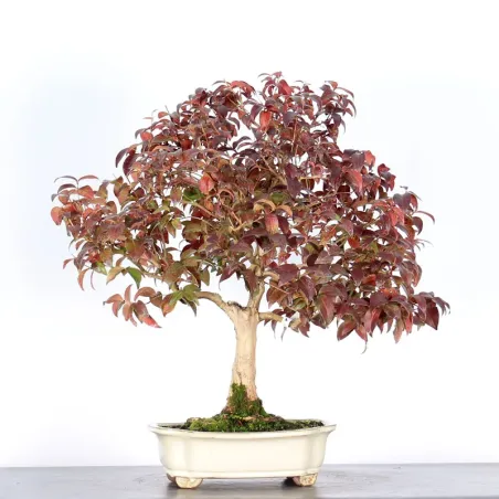 BONSAI EUGENIA 1-2