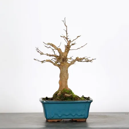 Bonsai Erable Burger AB-1-1