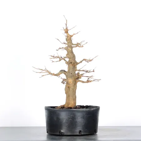 Bonsai Erable Burger AB-1-2