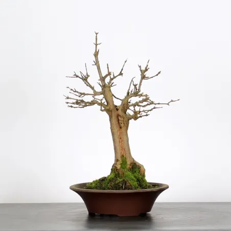 Bonsai Erable Burger AB-1-3