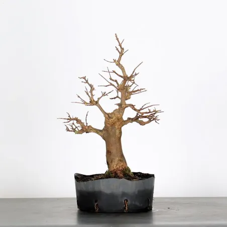 Bonsai Erable Burger AB-1-5