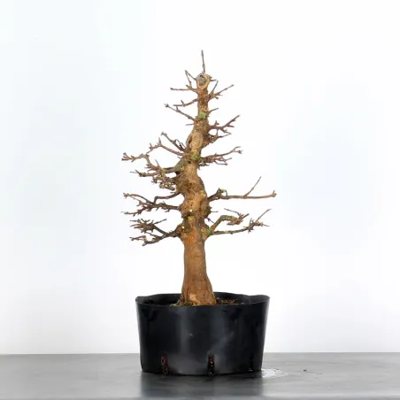 Bonsai Erable Burger AB-1-6